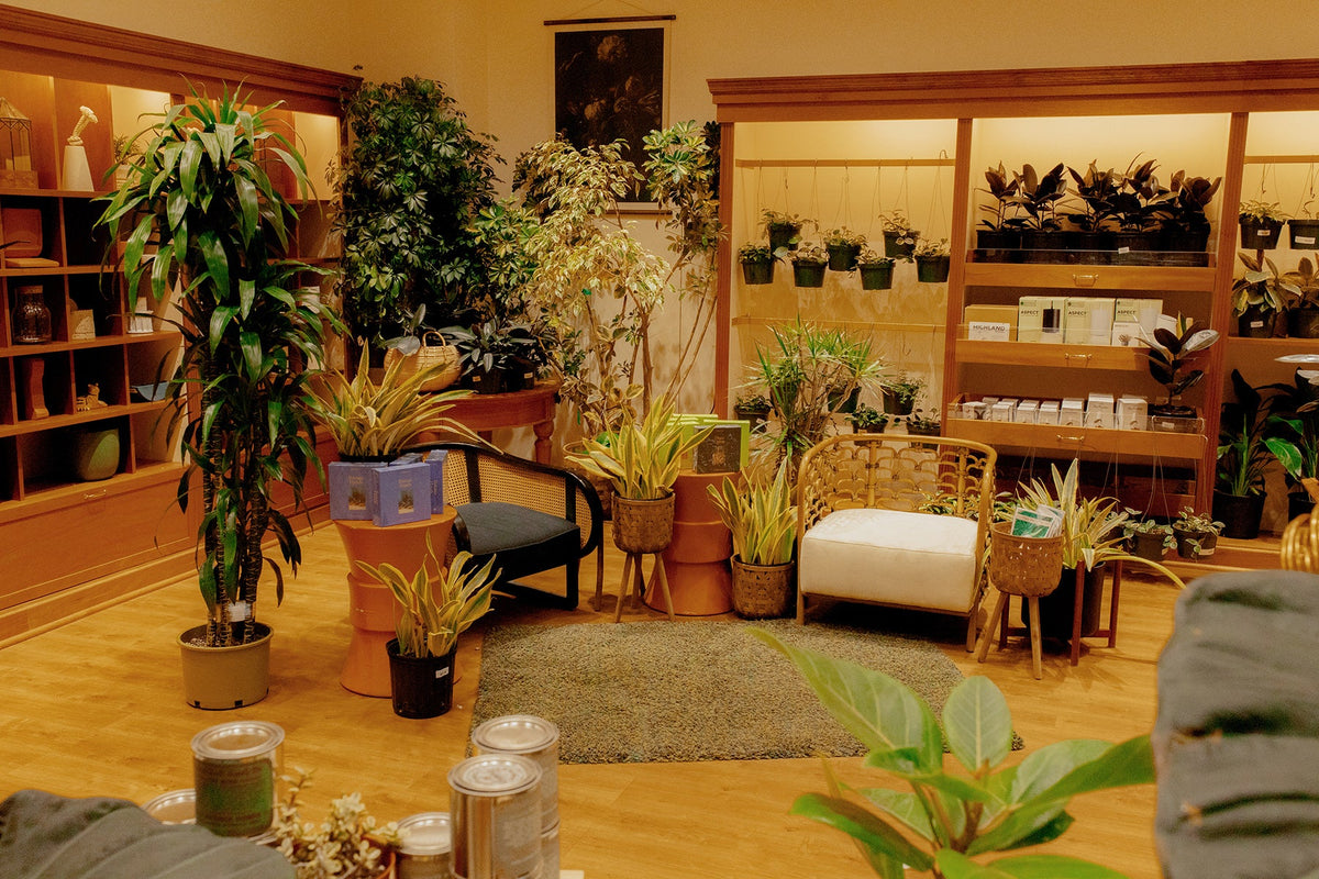ATG Hidden Gems: Carrie Lynn's Plants